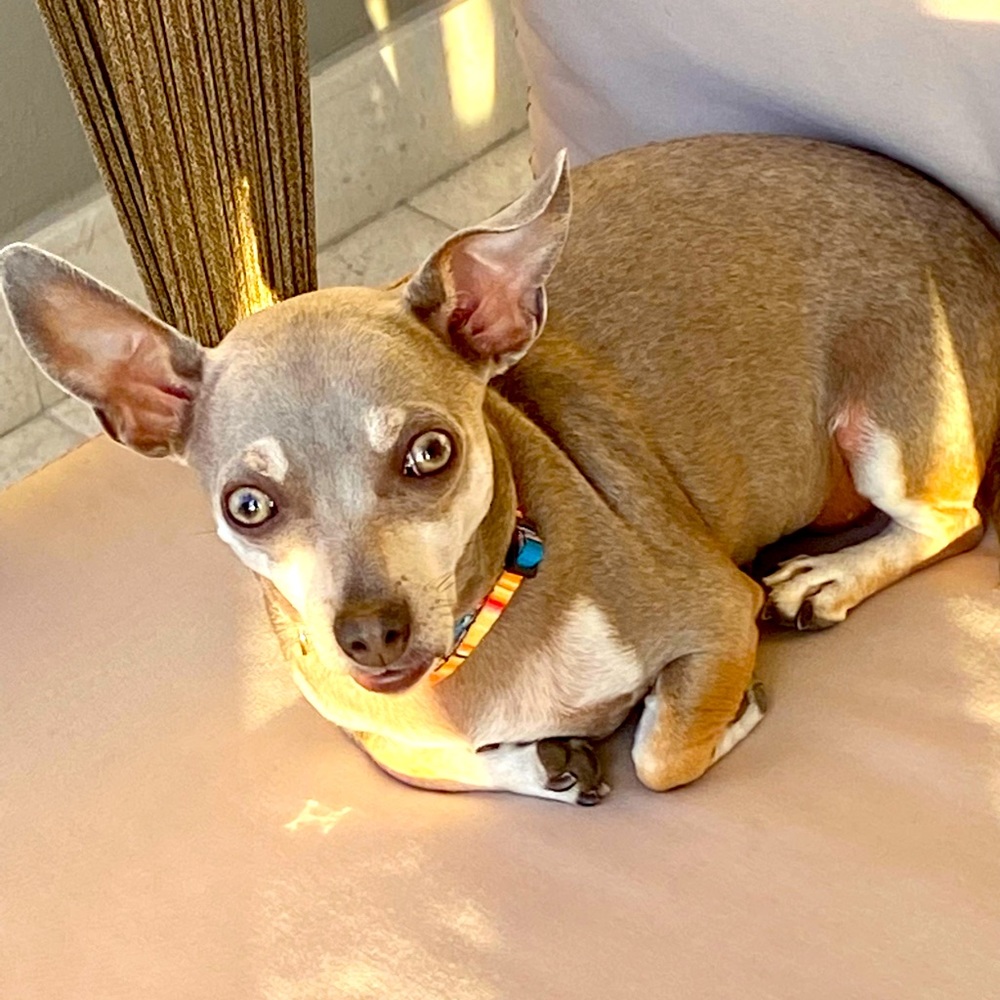 Meet your Posher, Allireallywantissugar